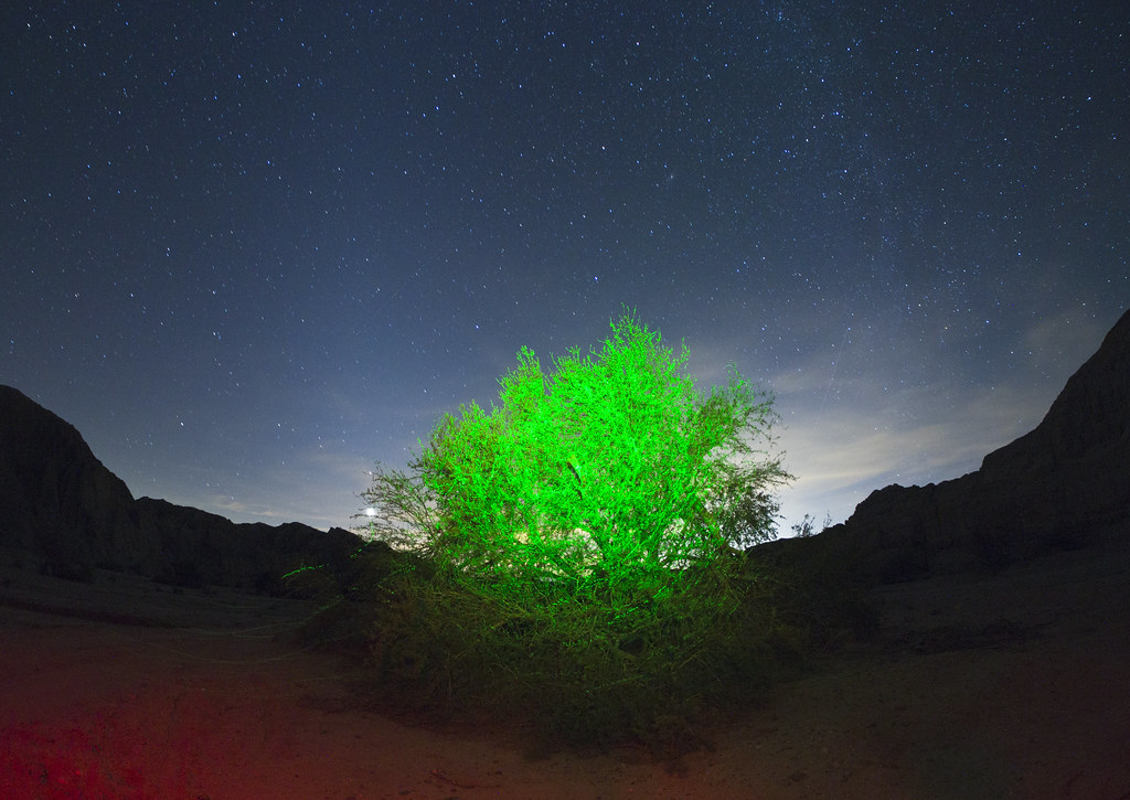 Green Glowing Bushes, Box Canyon, Riverside County, Califo… Flickr