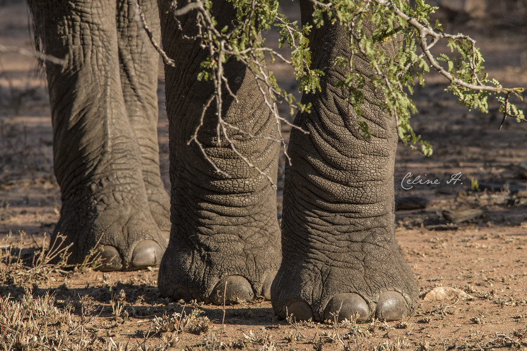 Elephants toes Kruger National Park Céline H. Flickr