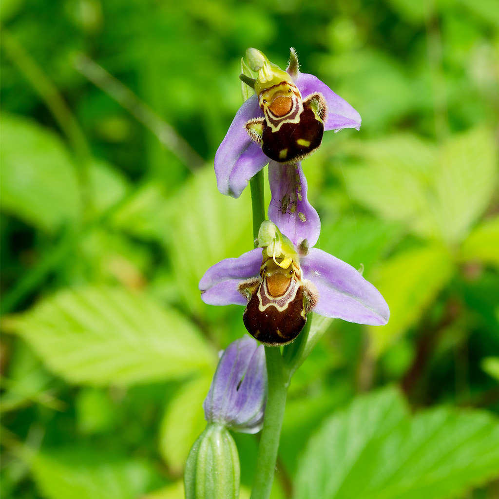 Wild Bee Orchid in Kent, England The Flowering English C… Flickr