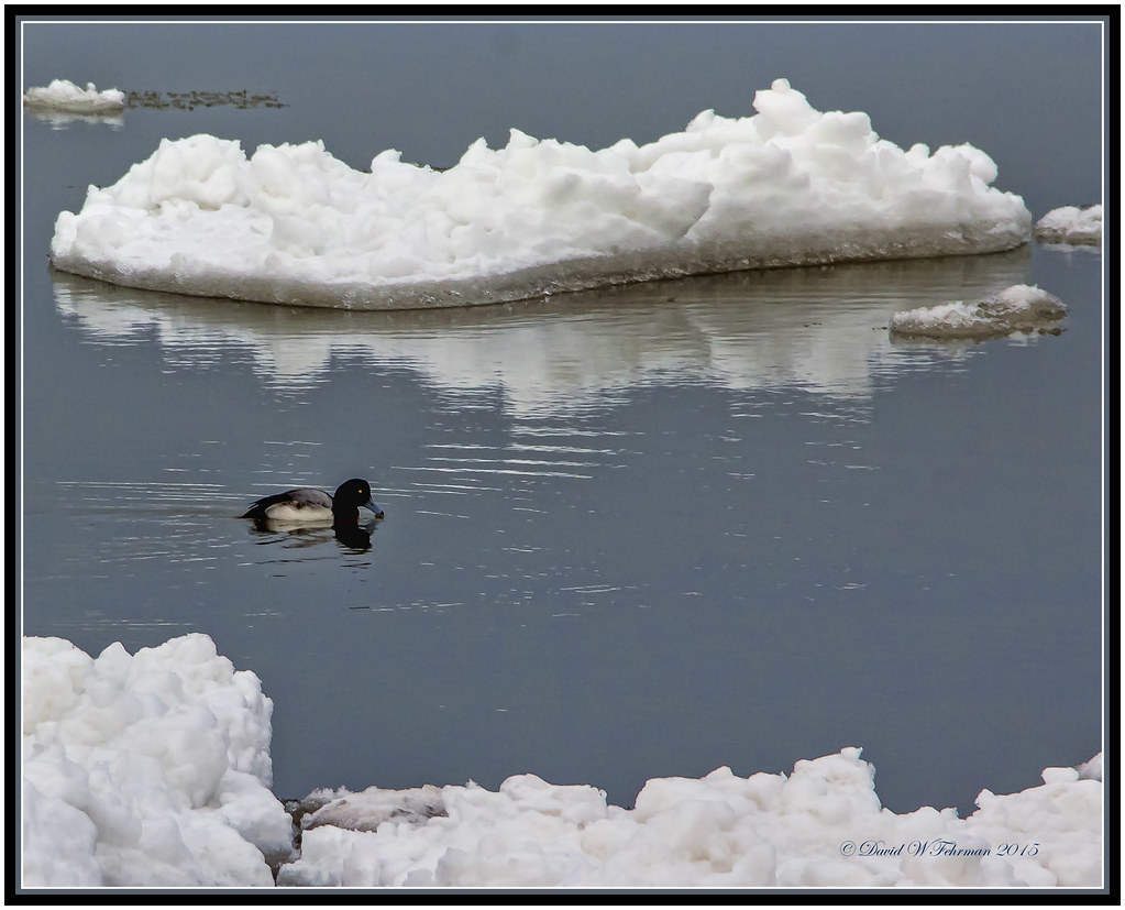 Lake Ontario Scaup near Olcott NY David Fehrman Flickr