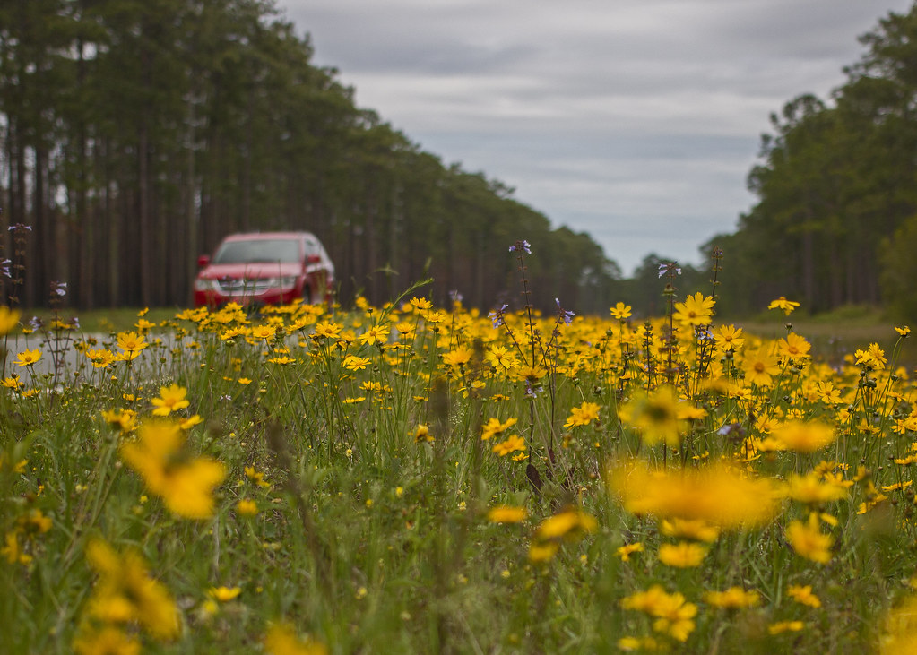 State wildflower of Florida FWC photo by Andy Wraithmell Flickr