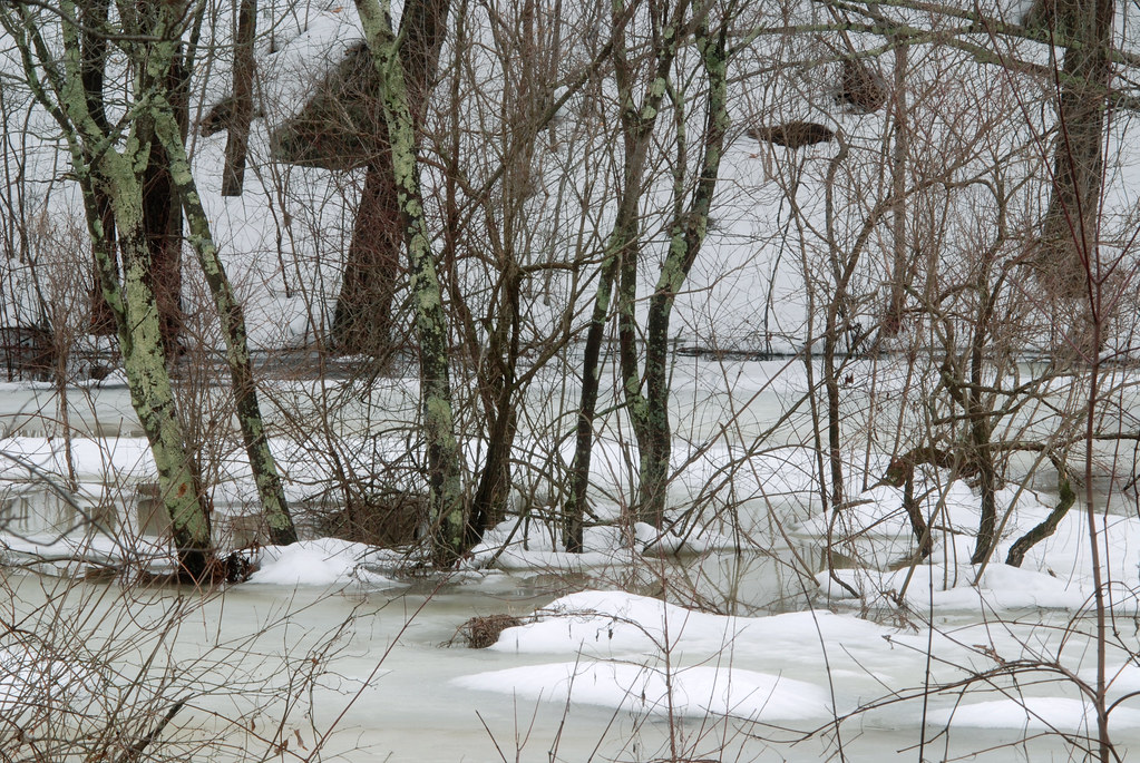 Pine Tree Brook floodplain Milton, MA 3/15/15 ophis Flickr