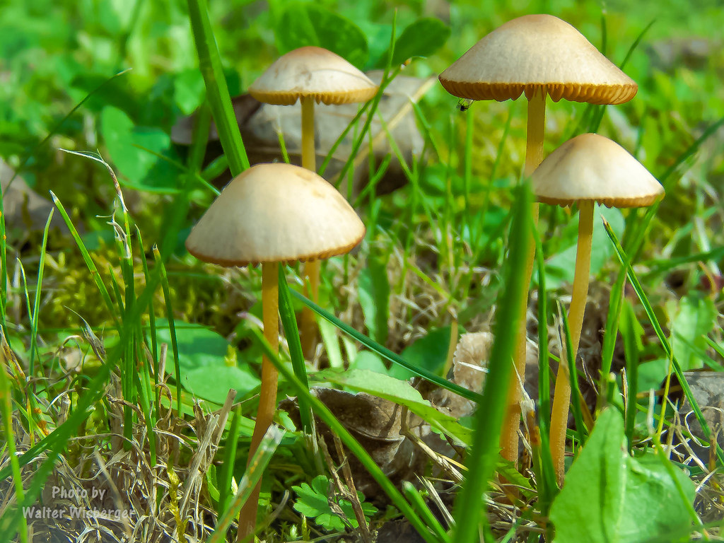Mushroom Mushroom ; Psilocybinhaltige Pilze sind