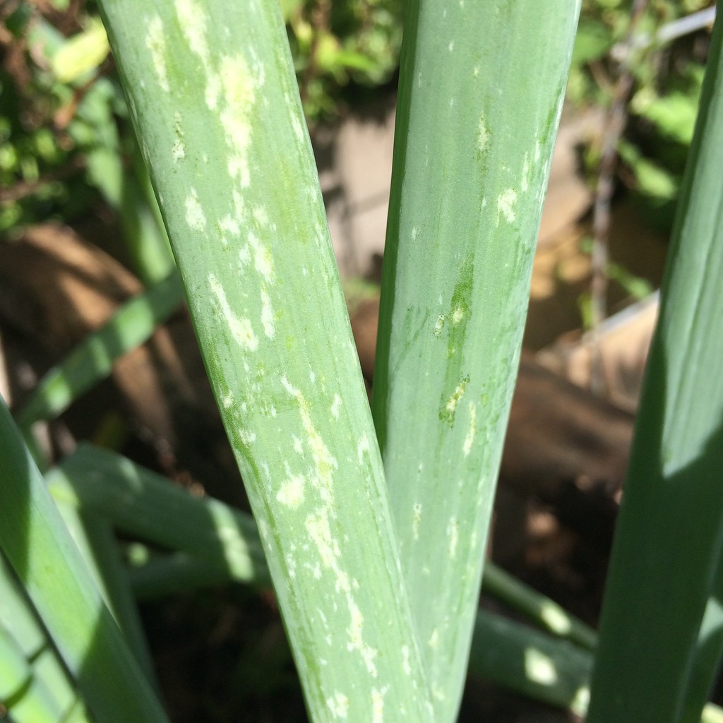 Onion Thrips feeding injury Symptom Bleached mottling Flickr