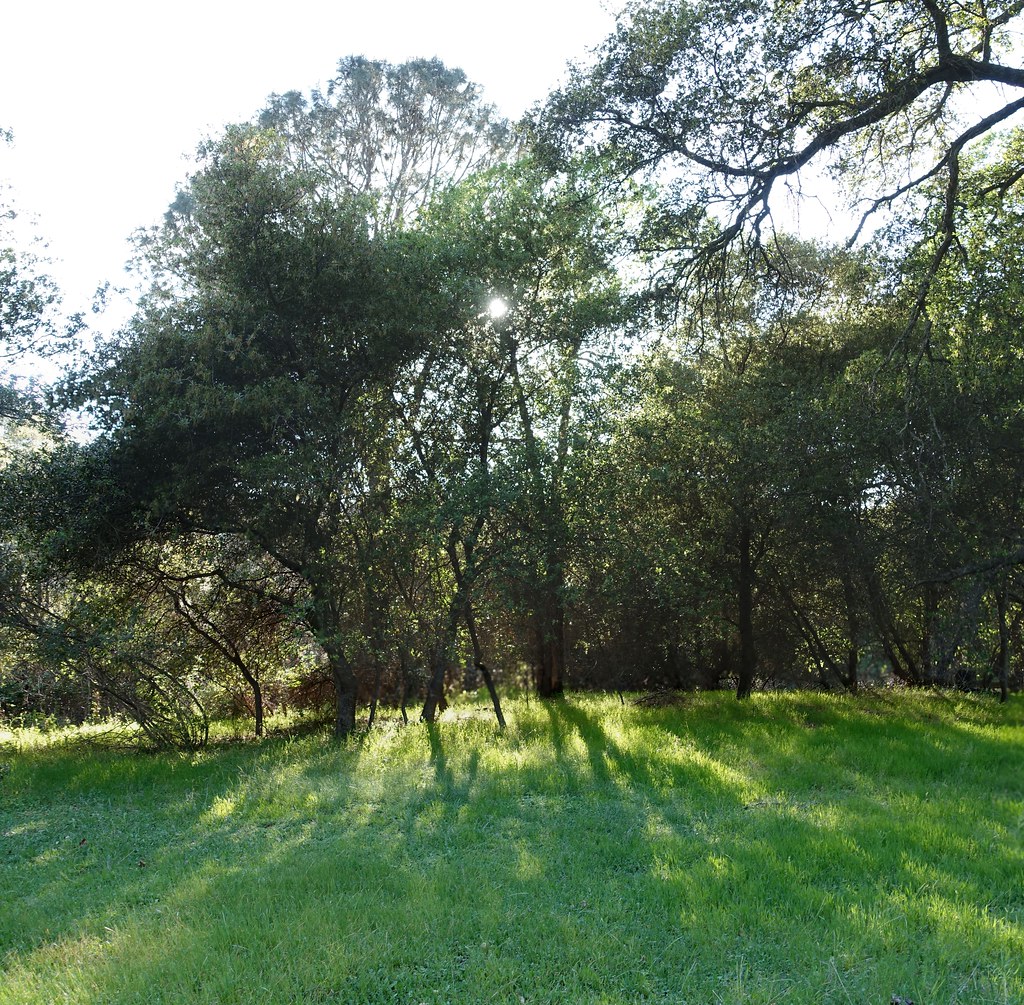 Scrub Oak and Poison Oak On the west side of our property … Flickr