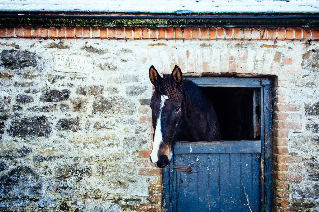 closing the stable door before the horse has bolted Flickr