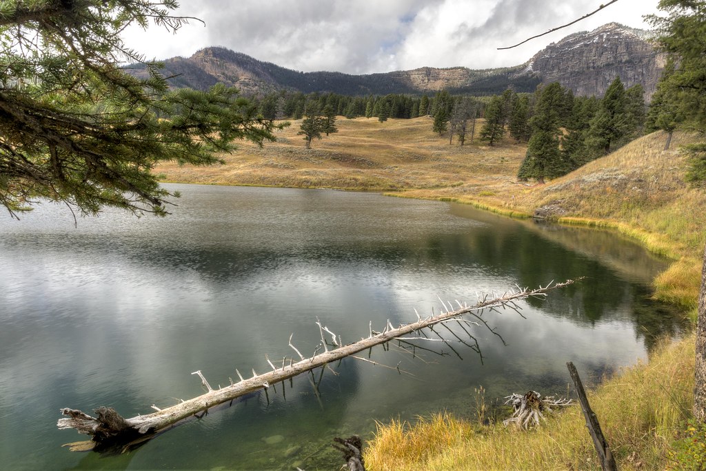 The Fallen Tree Trout Lake Trail, Lamar Valley, Yellowston… Flickr