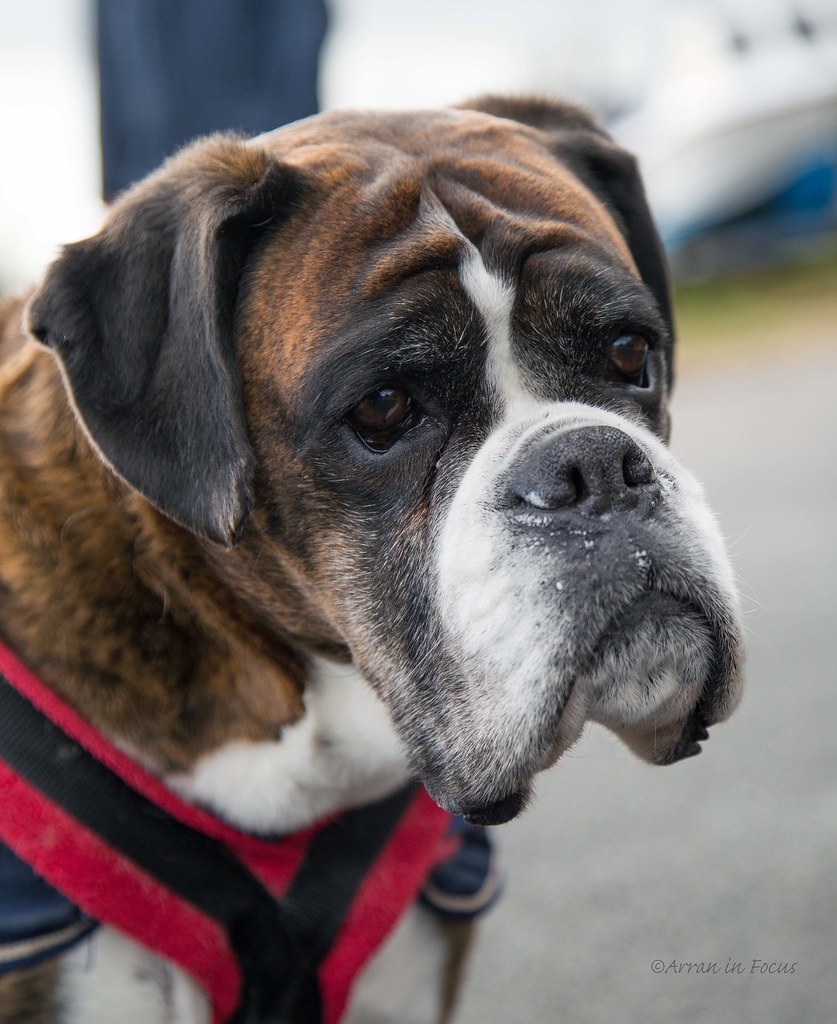 American Akita Weight+Growth Chart 2023 - How Heavy Will My American