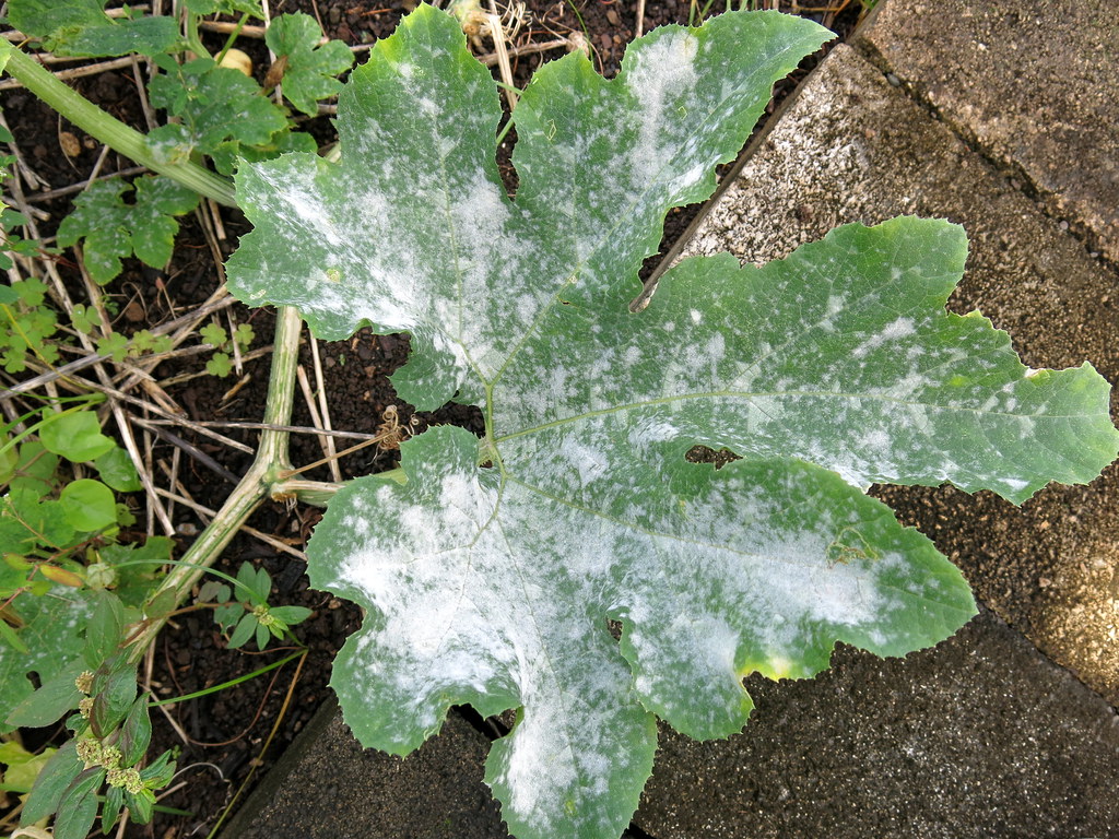 Powdery mildew of pumpkin Flickr