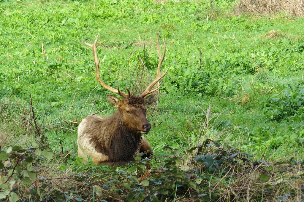 Roosevelt Elk, Northern California Dave Telford Flickr