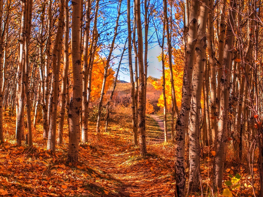 Cougar Ridge Hiking Path Cougar Ridge is just outside my d… Flickr