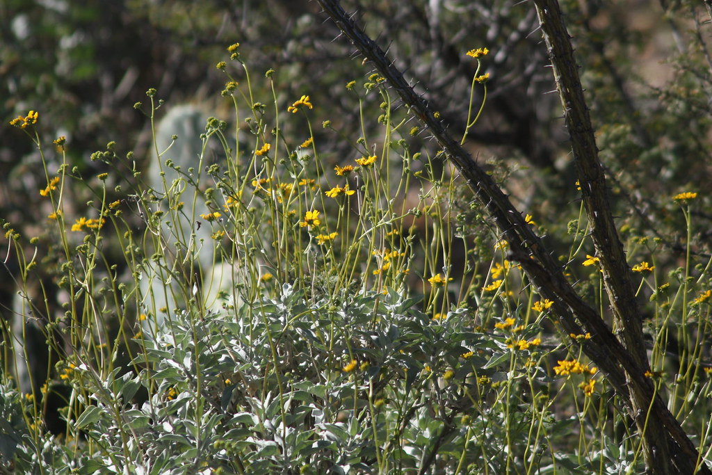 Brittlebush flowers Brittlebush flowers James De Young Flickr
