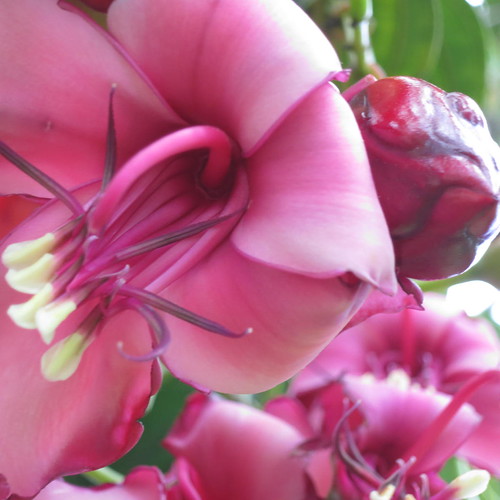 Bogotá Botanical Garden the places I have been