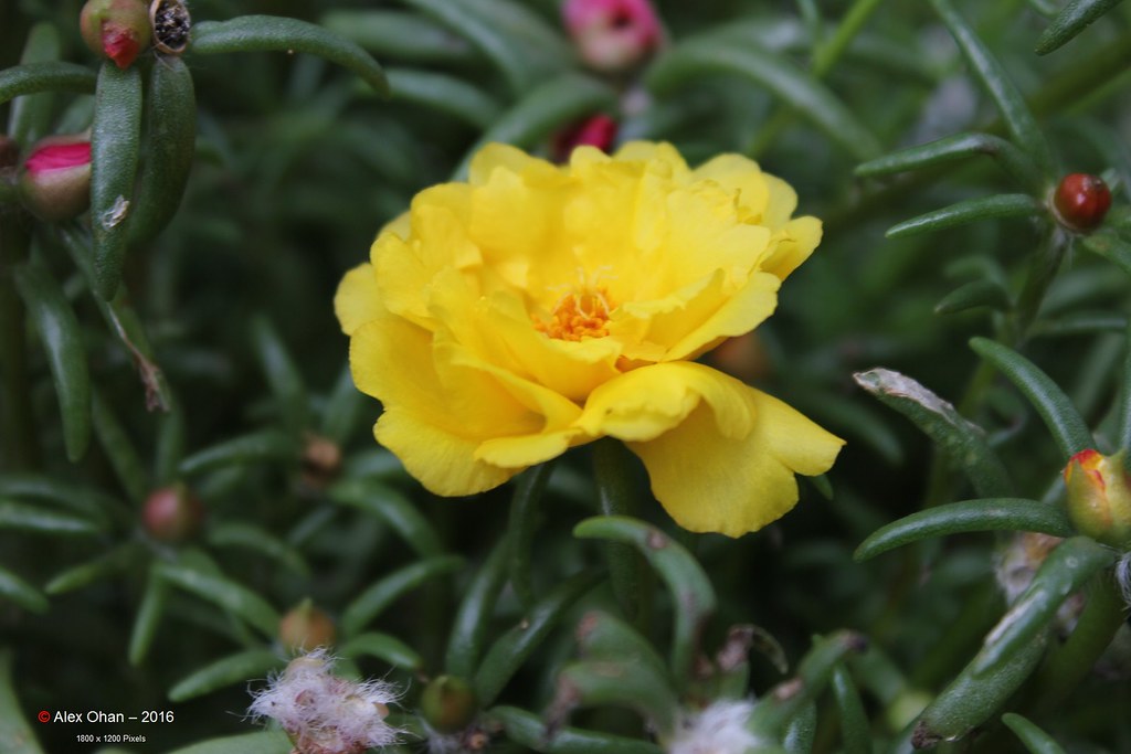 Moss Flowers; Alex Ohan Gardens, Toronto (64) Alex Ohan Flickr