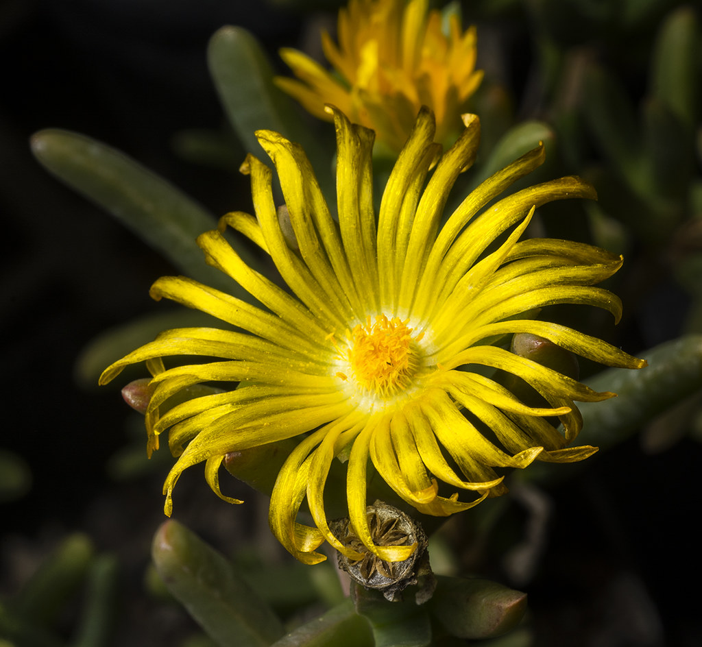 Yellow Succulent Flower This was taken at the Boyce