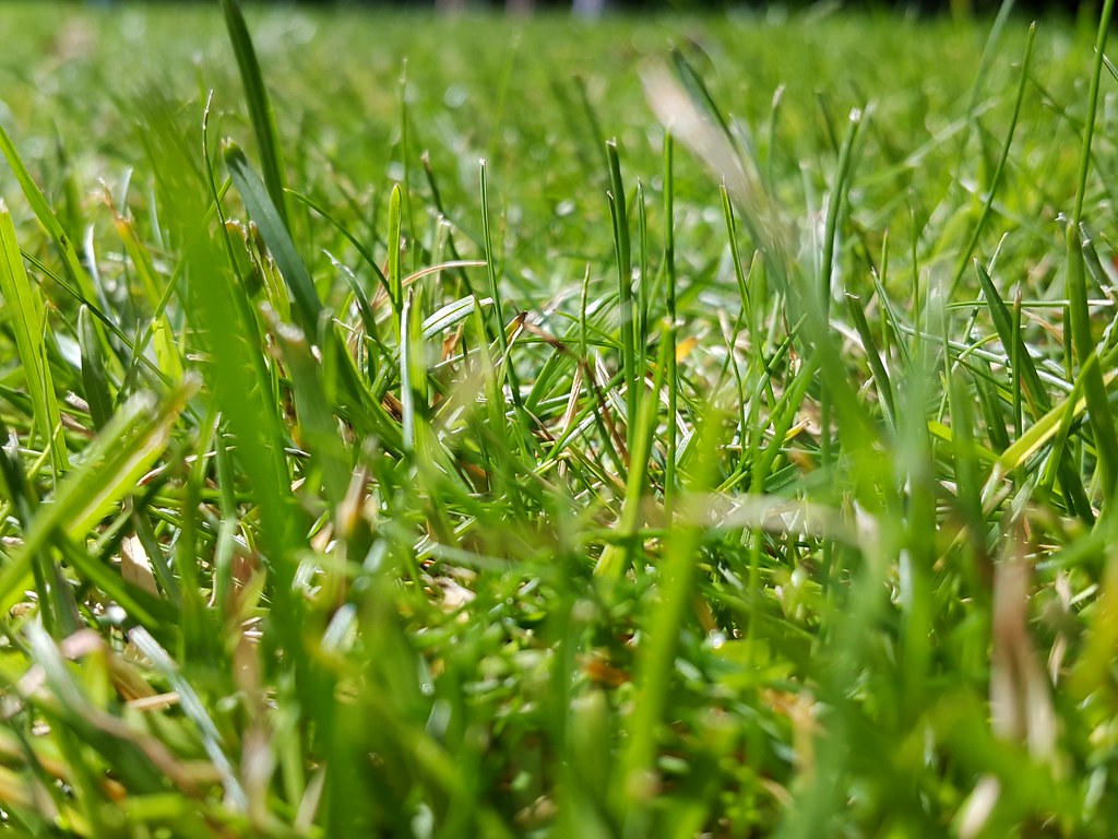 This is grass Macro Photography Perspective Green Grass Na… Flickr