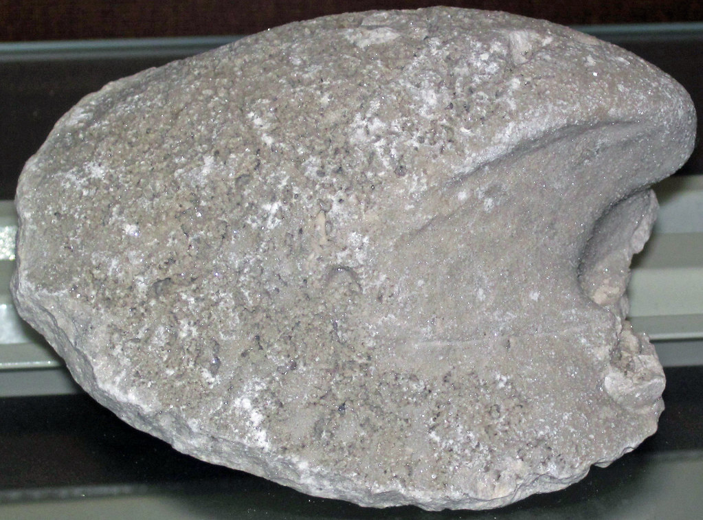 Megalomoidea canadensis (fossil bivalve internal mold) (Lockport
