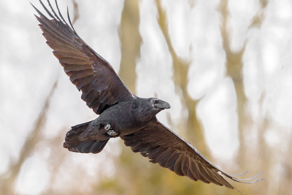 Common Raven Valley PA. Jon W Flickr