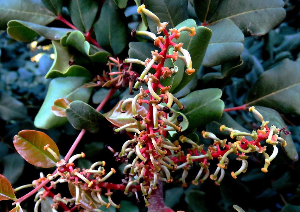 Flores Femeninas de Algarrobo/Carob Tree Female Flowers Flickr