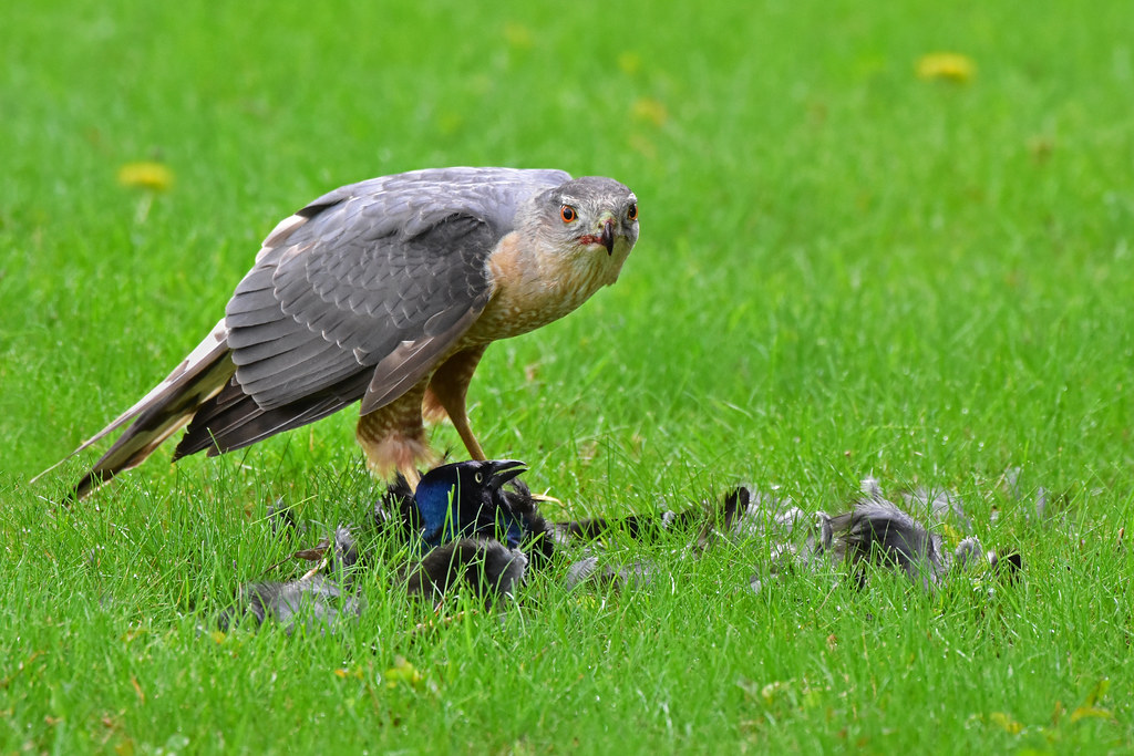 CoopersHawkWithGrackleMeal2 Coopers Hawk eating a Grackle.… Flickr