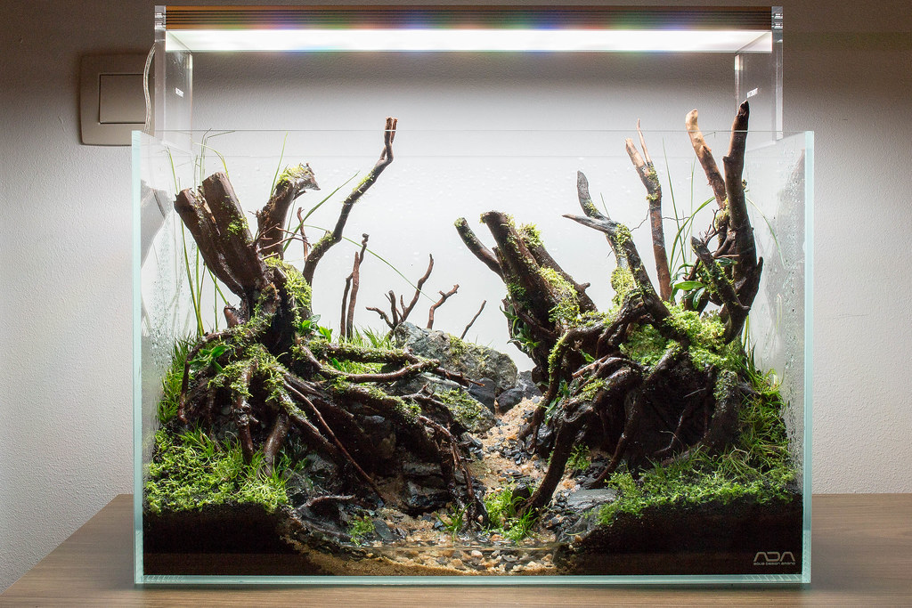 ADA 45P Mirkwood Planting Michael Baumrucker Flickr