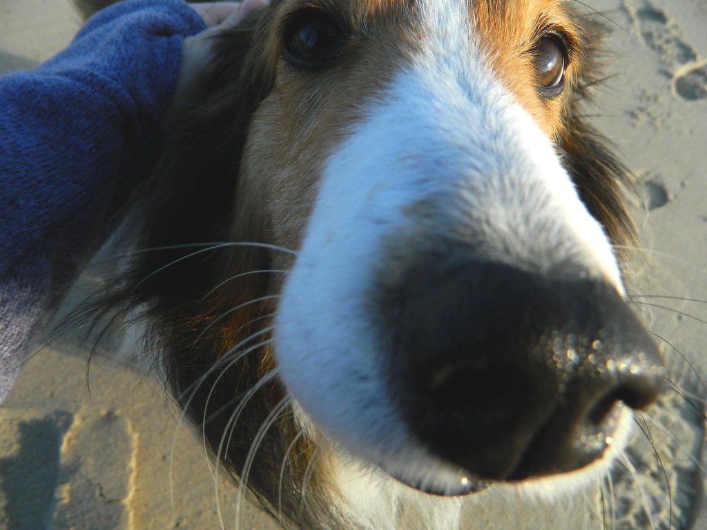 my favorite part... Dogs have to be one of my favorite parâ€¦ Flickr