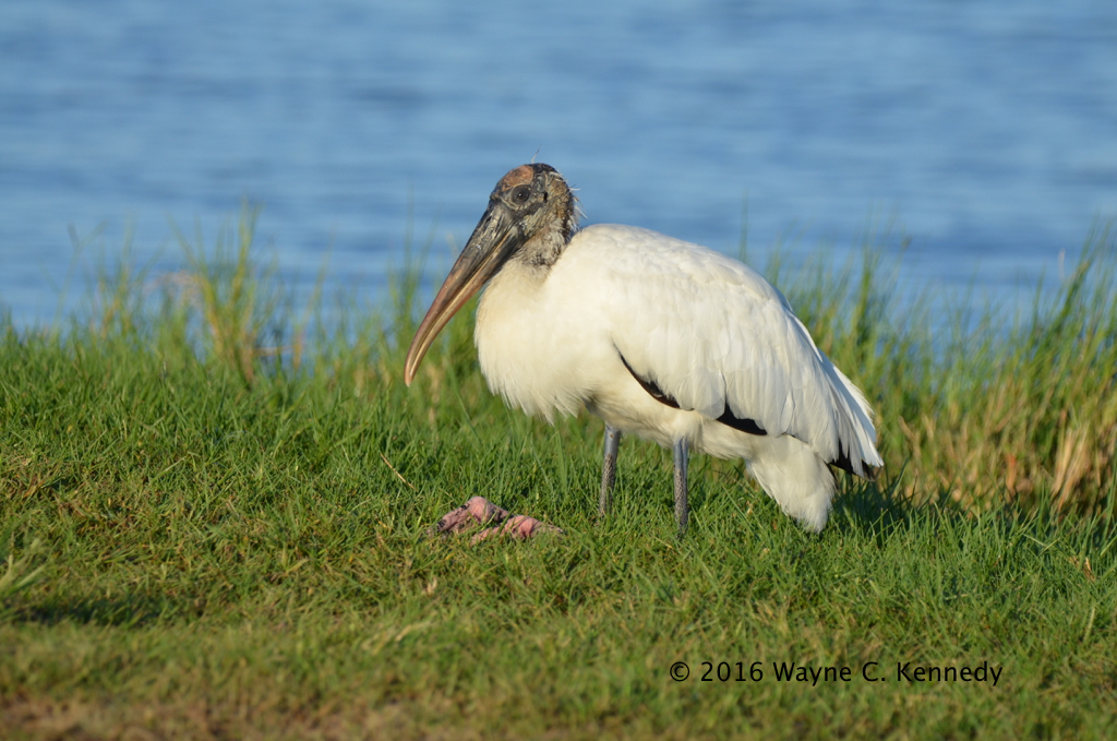 Wood Stork sitting along shore at Parrish Park Wood Stork … Flickr