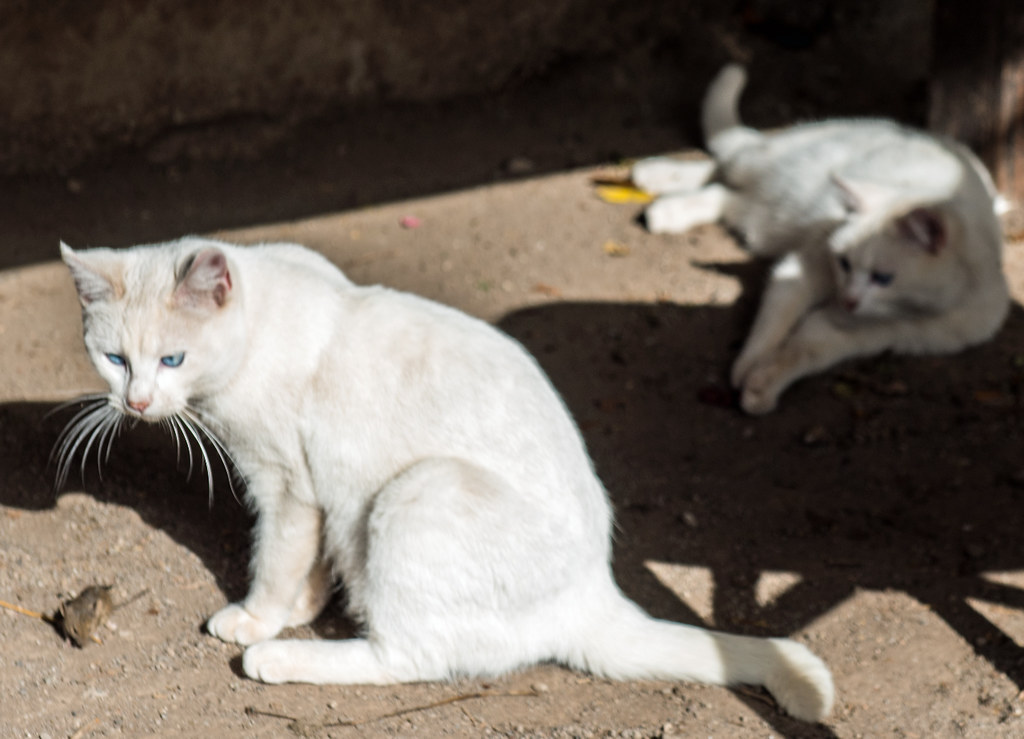 Ob weiße oder schwarze Katzen, fangen sie Mäuse, sind sie … Flickr