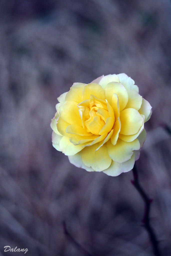 WInter rose It has been blooming in my garden for more tha… Flickr