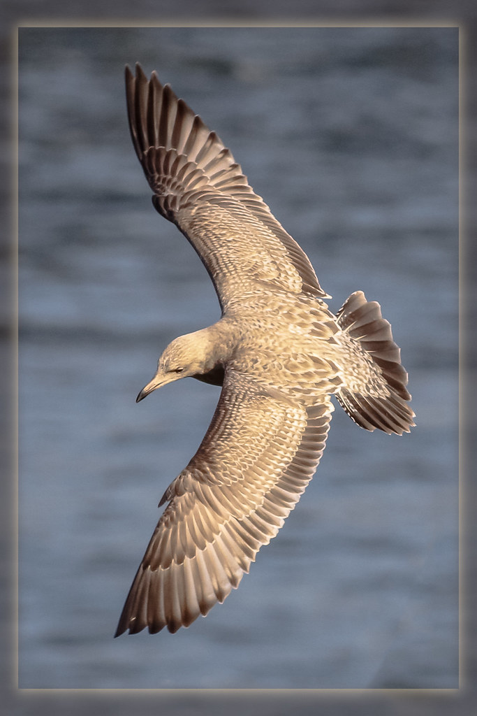 Juvenile Herring Gull I like the lighting and wing feather… Flickr