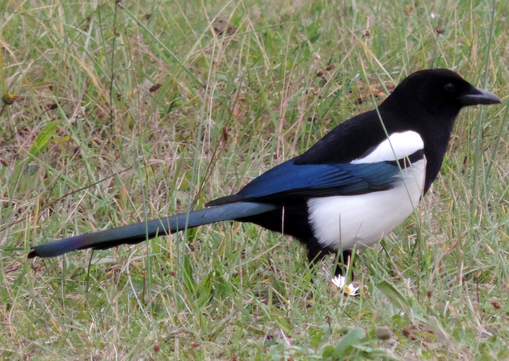 la pie "voleuse" minus1349 Flickr