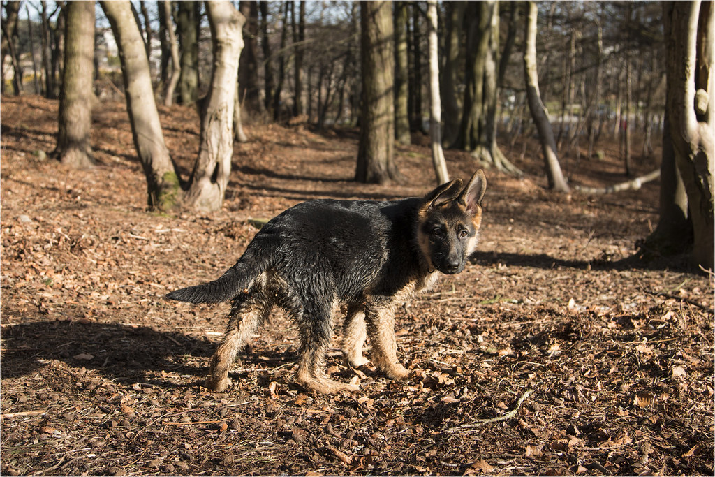 Dexter Denmore Park (13) Ian Cairns Flickr