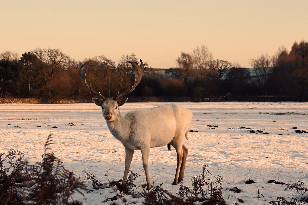 30/365 What do you call a Deer with no eyes? Another