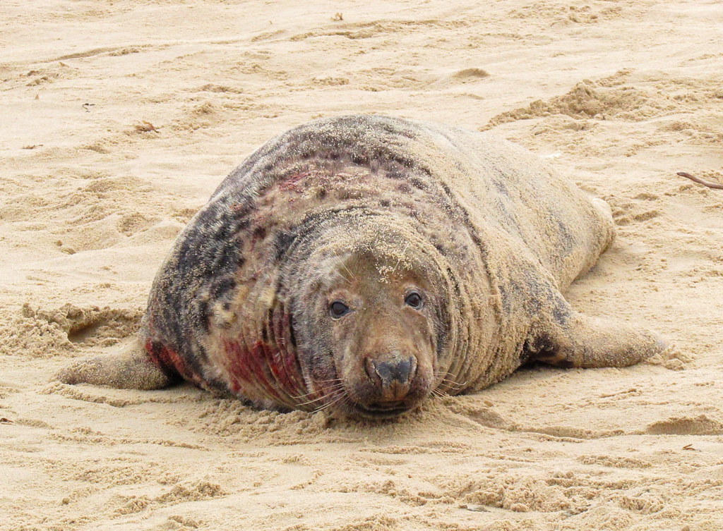 Bull Seal Battle Scarred this photograph doesn't do it j… Flickr