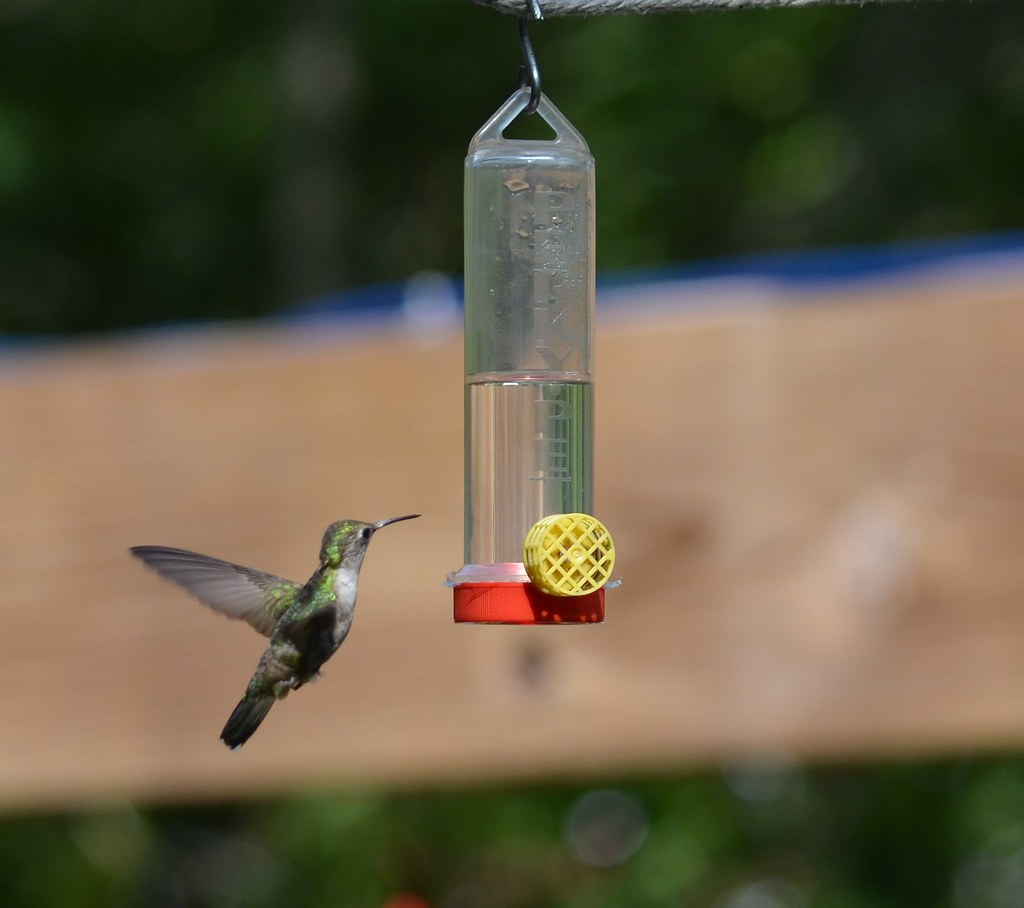 hummingbird Taken in Alden Illinois Mary Lou Endres Flickr