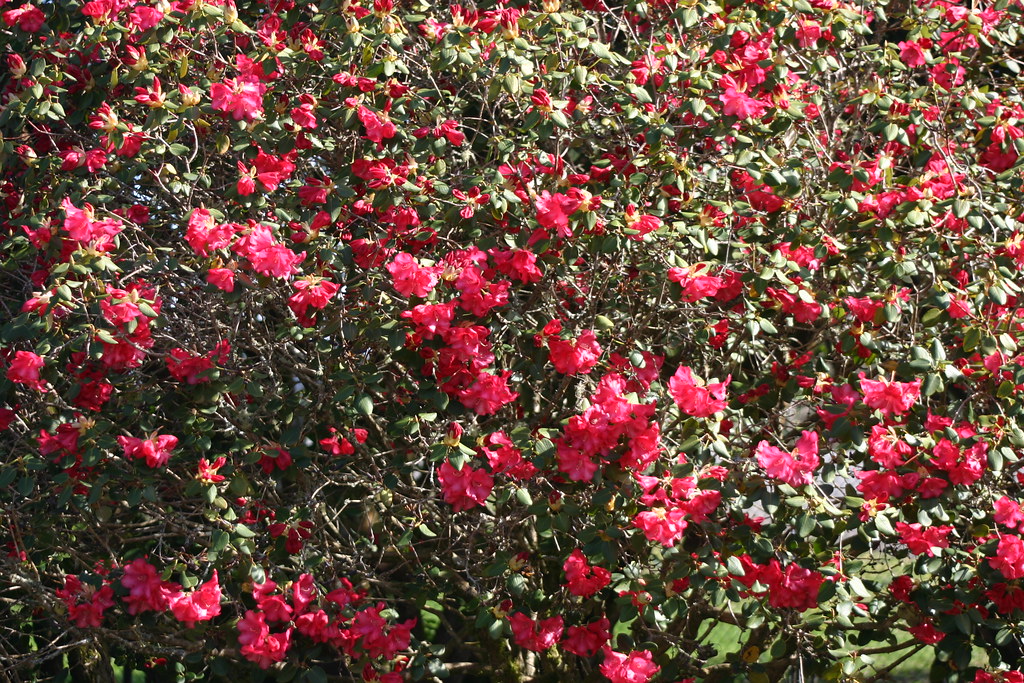 IMG_3625 Brinnon WA Whitney Gardens flowers rhodod… Flickr