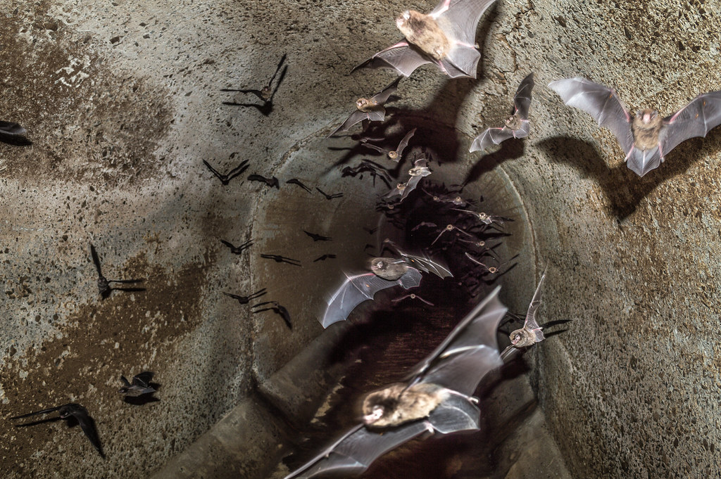 Bat Experience Deep inside the Nugg's Outsource storm drai… Flickr