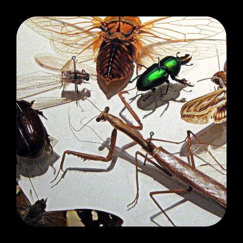 Insects at the Melbourne Museum Kristin Pedder Flickr