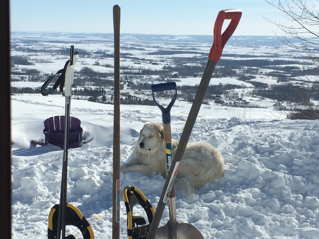 shovels, snowshoes, and a happy dog Perfect Pyr weather. C… Flickr