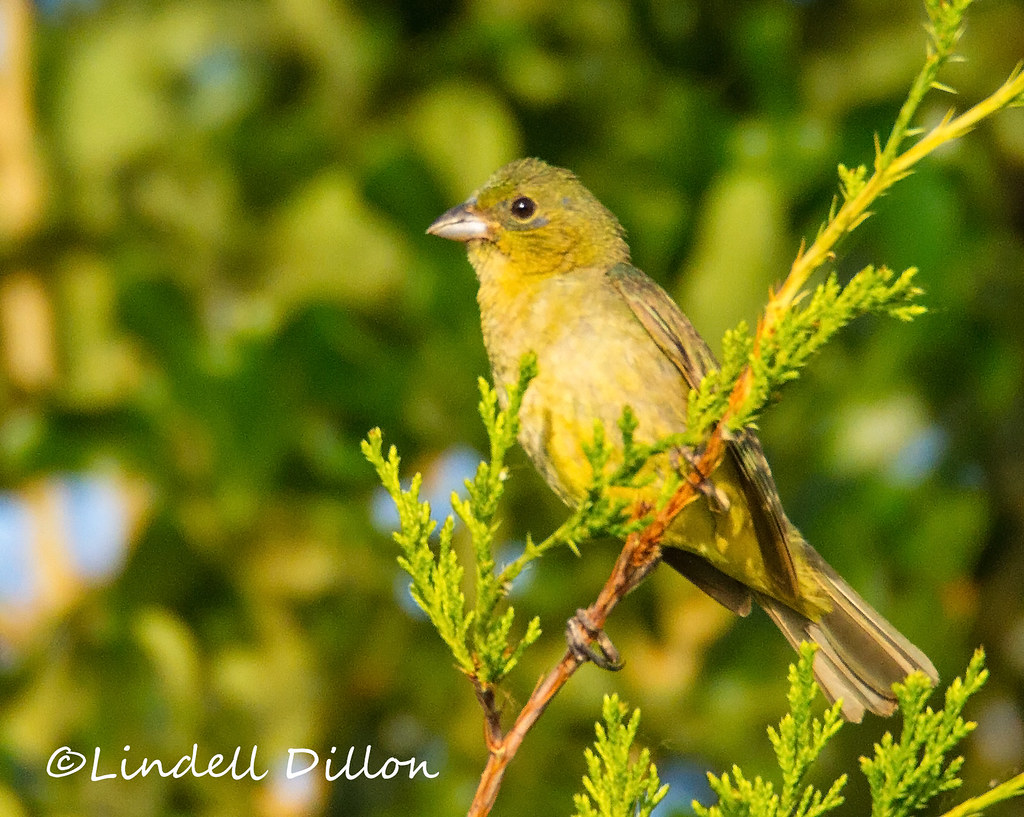Painted Bunting This immature male bunting has just a few … Flickr