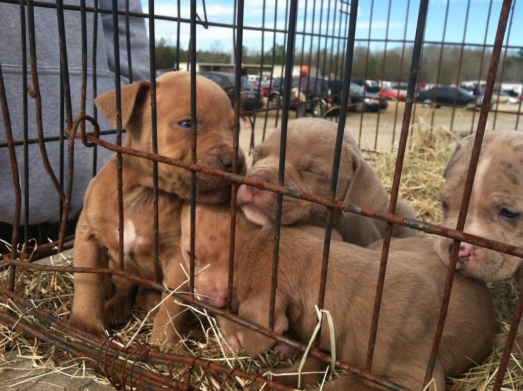 Puppies for sale at a flea market Terms of Use Please con… Flickr