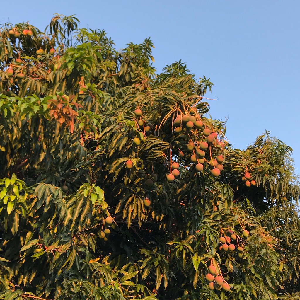Hawaiian mangoes at sunset Mango tree in Makakilo, Oahu, H… Flickr