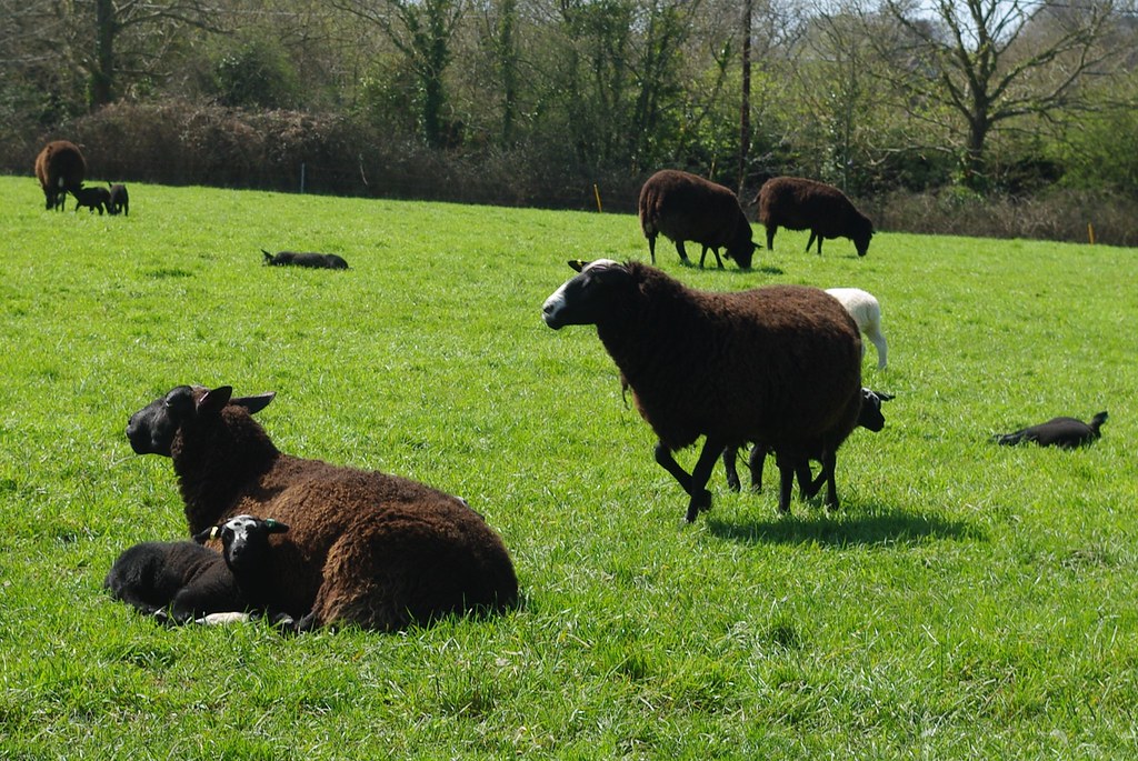 18179 Braxton Farm, Everton, near Lymington Taken 18/04/1… Flickr