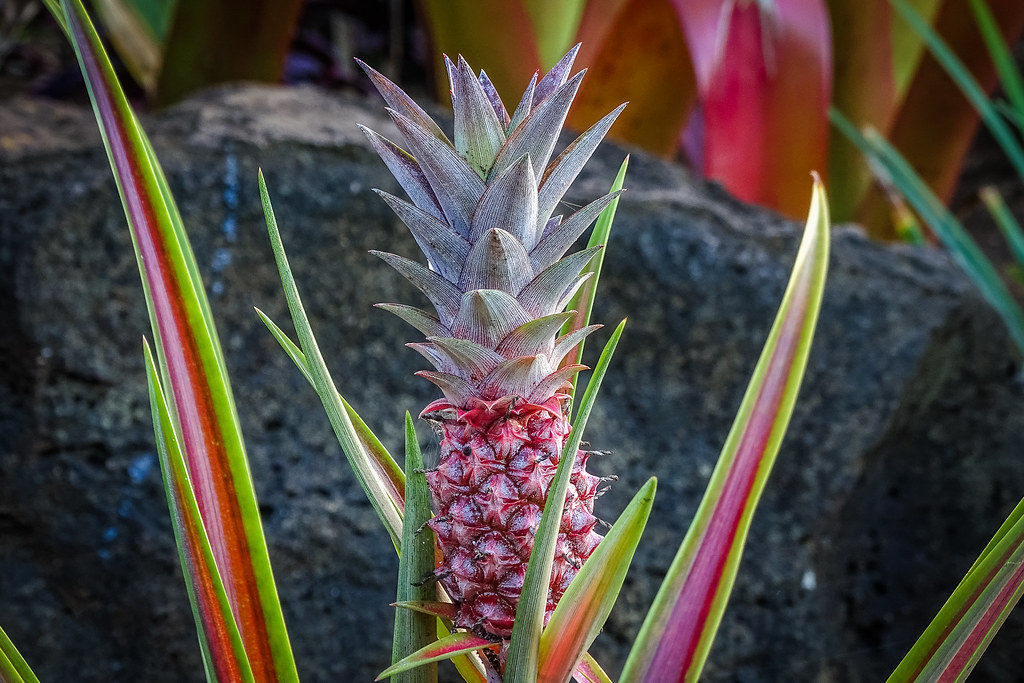 113/365 pineapple growing in Kauai DSC030751 Marianne Leis Flickr