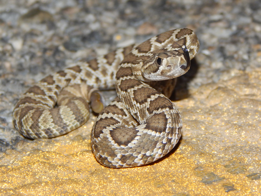 Baby Rattlesnake C. s. scutulatus 9/8/14 San Bernardino Co… Phil