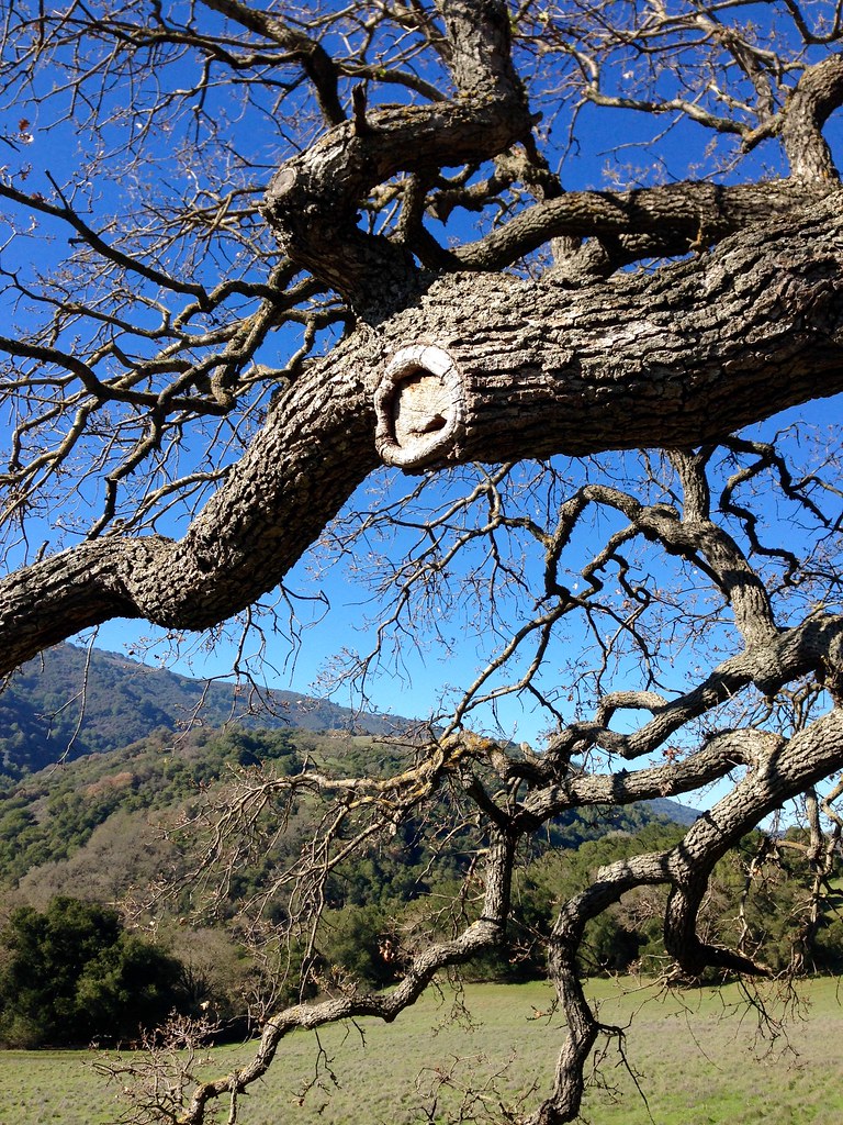 Old Valley Oak on the trail this morning. I love its gnarl… Flickr