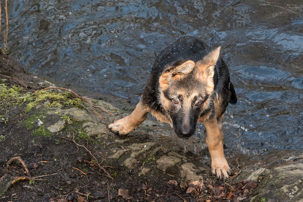 Dexter Denmore Park (11) Ian Cairns Flickr