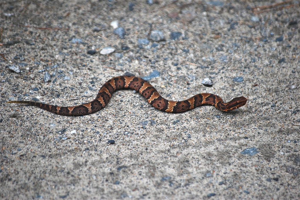 Cottonmouth False Cape State Park www.dcr.virginia.gov/st… Flickr