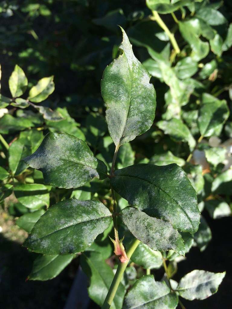 Rose Powdery mildew Pathogen Podosphaera (previously Sph… Flickr