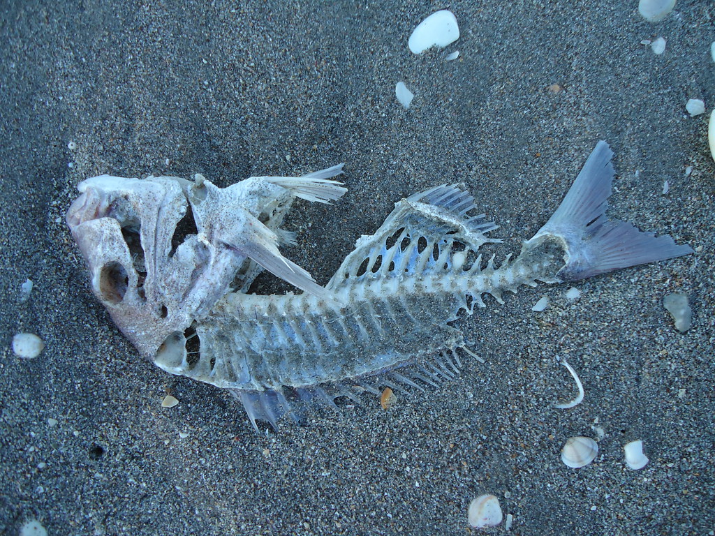 Fish carcass Papamoa Beach Reserve, Bay of Plenty, North I… Flickr